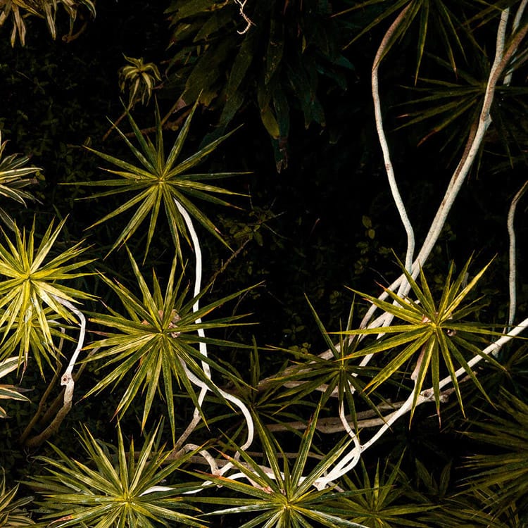 Jungle